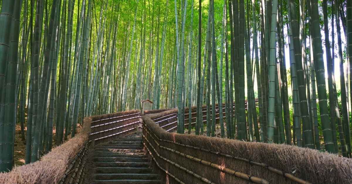 Tour com guia turístico no Japão em Kyoto na floresta de bambus escondida de Adashino Nenbutsuji